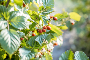 Branches with blackberries growing on the plantation
