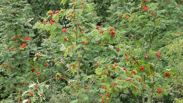 Common bird with an adult baby bird on a rowan tree  in the forest.