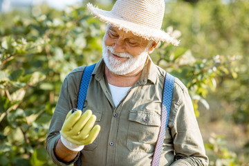 Portrait of a senior well-dressed man as a gardener collecting blackberries on the beautiful plantation during the sunny evening