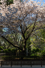 Cherry blossom in Tokyo Parks, April 2019
