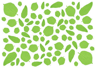 Leaves green pattern on white background illustration and Leaf pattern and many leaves fresh 