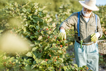 Senior well-dressed man as a gardener collecting blackberries on the beautiful plantation during the sunny evening. Concept of a small gardening and growing berries