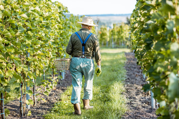 Senior well-dressed winemaker walking on the vineyard, checking the ripeness of the white grapes on...