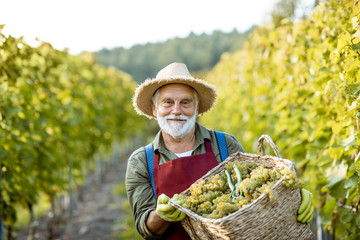 Portrait of a happy senior winemaker in apron and straw hat with basket full of freshly picked up...