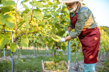 Senior winemaker in apron and straw hat collecting grapes into the wicker basket on the vineyard