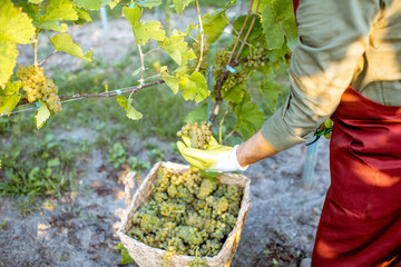 Senior winemaker collecting grapes into the wicker basket on the vineyard, close-up with no face