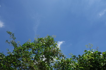 梅の木と青空