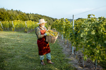Senior well-dressed winemaker walking with basket full of freshly picked up wine grapes, harvesting...