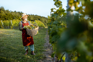 Senior well-dressed winemaker walking with basket full of freshly picked up wine grapes, harvesting...