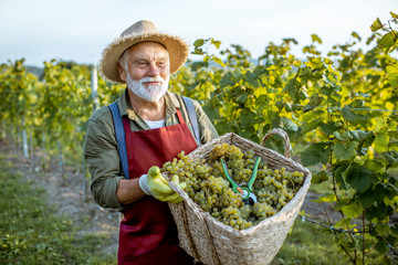 Portrait of a senior well-dressed winemaker walking with basket full of freshly picked up wine...