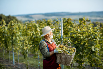 Senior well-dressed winemaker walking with basket full of freshly picked up wine grapes, harvesting...