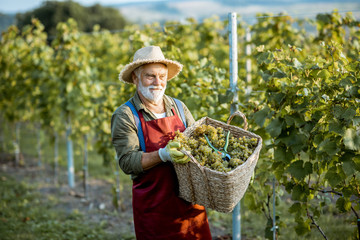 Senior well-dressed winemaker walking with basket full of freshly picked up wine grapes, harvesting...