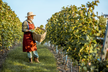 Senior well-dressed winemaker walking with basket full of freshly picked up wine grapes, harvesting...