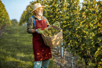Senior well-dressed winemaker walking with basket full of freshly picked up wine grapes, harvesting on the vineyard during a sunny evening © rh2010