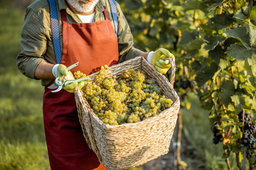 Man holding basket full of freshly picked up wine grapes on the vineyard, close-up
