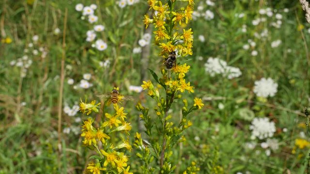 The bumblebee and gadfly on a meadow eat nectar on a yellow flower.