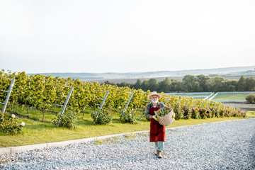 Senior well-dressed winemaker walking with basket full of freshly picked up wine grapes, landscape...