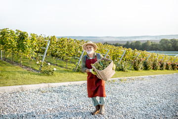 Senior well-dressed winemaker walking with basket full of freshly picked up wine grapes, harvesting...