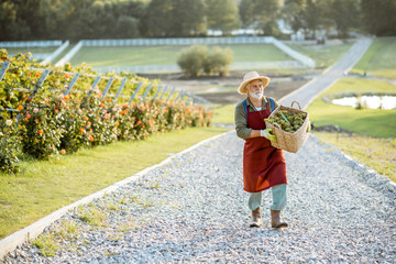 Senior well-dressed winemaker walking with basket full of freshly picked up wine grapes, harvesting...