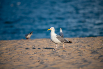Nice big seagull on sea coast nature birds fauna summer vacation