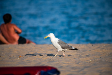 Nice big seagull on sea coast nature birds fauna summer vacation