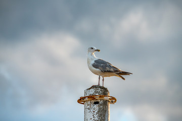Nice big seagull on sea coast nature birds fauna summer vacation
