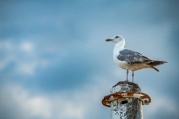 Nice big seagull on sea coast nature birds fauna summer vacation
