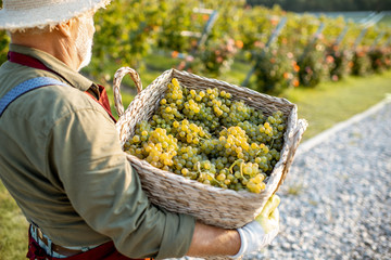Portrait of a senior well-dressed winemaker with basket full of freshly picked up wine grapes,...