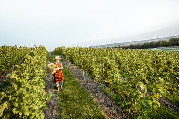 Senior winemaker walking with basket full of grapes between rows of vineyard, harvesting fresh...