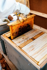 Beekeeper working collect honey