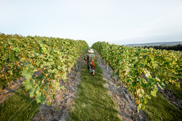 Senior winemaker walking with basket full of grapes between rows of vineyard, harvesting fresh...