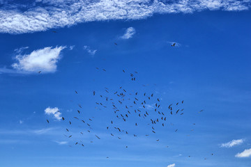 Deep blue sky with white fluffy clouds and flying birds as natural background
