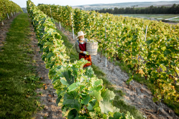 Senior winemaker walking with basket full of grapes between rows of vineyard, harvesting fresh...