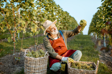 Senior well-dressed winemaker checking the quality of grapes, looking on the freshly picked up crop...