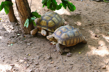 Obraz premium Two giant tortoises are flirting and on the way to copulate at the zoo