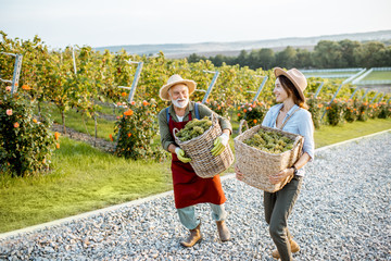 Senior man with young woman carrying baskets full of freshly picked up wine grapes on the vineyard,...