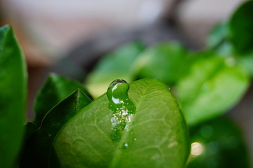 water drop on green leaf