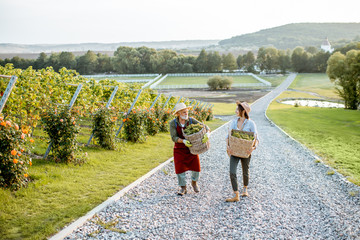 Senior man with young woman carrying baskets full of freshly picked up wine grapes on the vineyard, wide landscape view. Family business concept