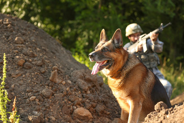 Military working dog in fighting position