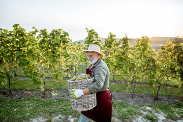 Senior well-dressed winemaker walking with basket full of freshly picked up wine grapes, harvesting...