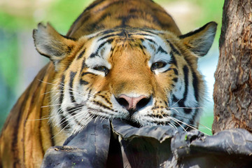 Cute Young Tiger Playing with a Tire