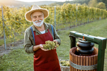 Senior winemaker holding freshly picked up grapes ready to put into the winepress machine, making...