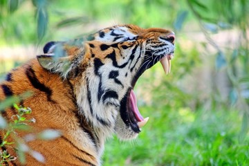 Yawning Tiger Panthera Tigris Altaica