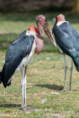 Marabou stork in Lake Naivasha ,Kenya.