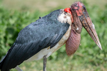 Marabou stork in Lake Naivasha ,Kenya.