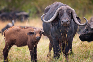 African buffalo with beautiful horn in Masai Mara ,Kenya.