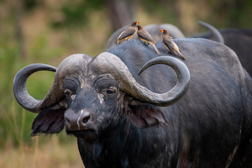 African buffalo with Yellow-Billed Oxpecker in Masai Mara ,Kenya.