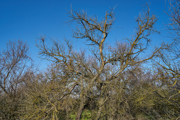 Image of trees felled by hurricane.