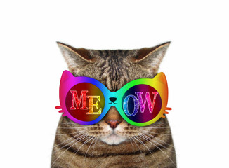 The cat wears color sunglasses with the inscription " meow ". White background. Isolated.