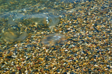 Small sea jellyfish. Jellyfish swim in sea water.